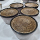 Cupping Workshop