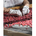 Best of Yemen 2026 頂級競標批次品嚐會 Best of Yemen 2026 頂級競標批次品嚐會